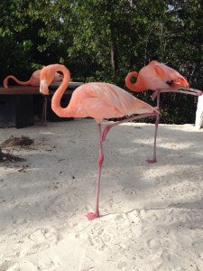 Eiland Aruba met flamingo's